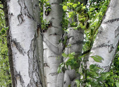 Birken am Wildrosenweg