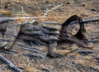 Zweibrücker Herbstszene vor Platane